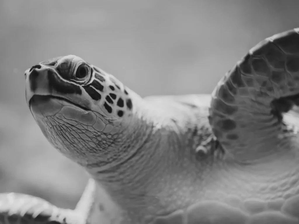 Melcon Wagner Melcon Wagner